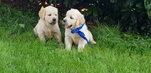 zdrav� �t��ata zlat� retr�vr pro p�ijet�.