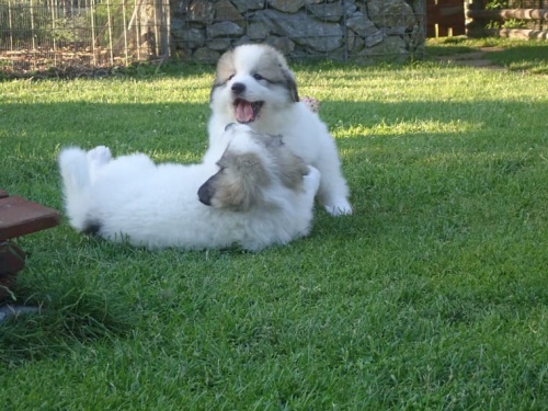  zdrav� �t���tka velk� Pyreneje pro p�ijet�