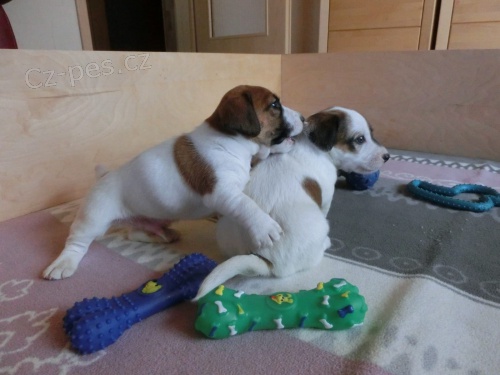  zdrav� �t���tka Jack Russell pro p�ijet�