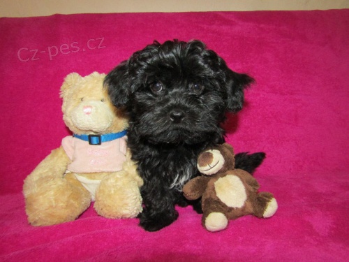 Rusk� barevn� bolonka