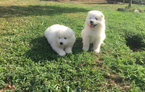 M�me dv� 12t�denn� samojedsk� �t���tka na dobr� domov. Jsou to bratr a sestra, oba m�li svou druhou s�rii v�st�el� �t��at, byli od�erven� a poch�zej� z m�stn�ho chovu.