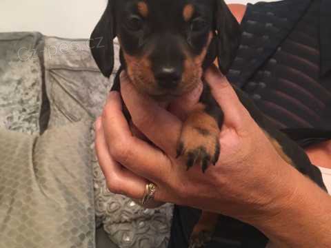 Dob�e vypadaj�c� jezev��k �t��ata p�ipravena na nov� domov. Tato �t���tka maj� vynikaj�c� temperament a skv�lou konformaci. Byl bych V�m vd��n�, kdybyste se se mnou co nejd��ve spojili.