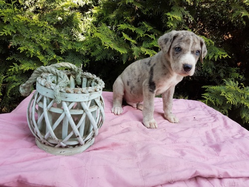 zdrav� �t���tka N�meck� doga pro p�ijet�