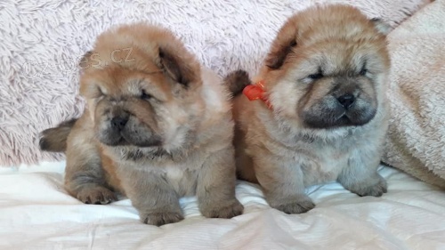 Chow Chow �t��ata pro p�ijet�