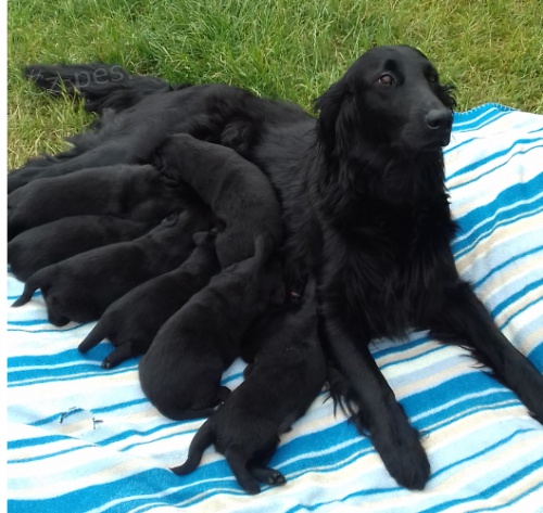 Flat Coated Retriever - nab�z�me �t��ata s PP
