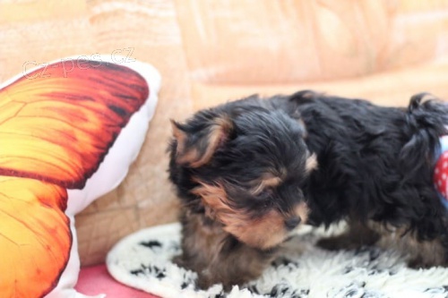 Okouzluj�c� kvalita Yorkshire �t��ata ve v�ku 11 t�dn�, velmi zdrav�. V�echny dostupn� zdravotn� z�znamy. P��v�tiv�, hrav� a velmi spole�ensk�.