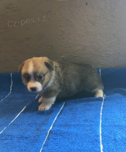 Pembroke Welsh Corgi �t��ata Hej jsou registrovan� a p�ich�zej� s pap�ry, z�b�ry a zdravotn� z�ruky. �t��ata jsou vychov�v�na v miluj�c�m dom� a jsou p�ipravena potkat novou rodinu.