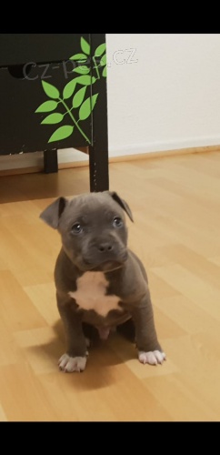 Americk� �t���tka PITBULL TERRIER (100% �istokrevn�). P�kn� a zdrav�! Vet zkontrolov�n, proud na z�b�rech / od�erven� a mikro�ip. N�dhern� dispozice a vynikaj�c� rodokmen.