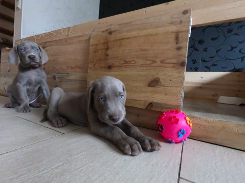 Vynikaj�c� rodina zvedla �t��ata WEIMARANER pr�v� v�as pro p�ijet�! Ocasy ukotven�, rosy dr�py odstran�ny. Vet zkontroloval, od�ervil a dal prvn� r�ny. Tyto d�ti p�kn� zapadaj� do va�� pun�ochy a hledaj� nav�dy rodinu.