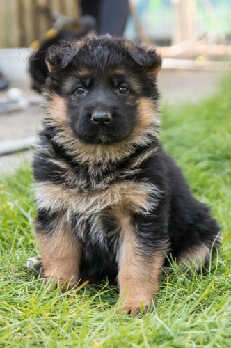 Tyto mu�e a �eny   N�MECK� OV��K �t��ata p�ipravena, jsou velmi hrav� a r�da d�v� polibky. Jsou to Ckc registrovan�, no�n�k, pap�r & d�m vy�koleni a m� v�echny jejich z�b�ry