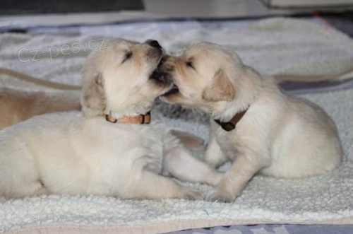 Fantastick� �t���tka zlat�ho retr�vra - mal� velikost. Blecha a �erv l��en�, socializovan� v tepl�m a miluj�c�m dom�c�m prost�ed�, Golden Psi retr�vr� jsou zn�m� klidn�m temperamentem,