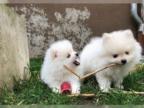 ��lek pomeranian �t�n� jsme rozd�v�n� pro p�ijet�. Je j� sotva 14 t�dn� a je p�ipravena st�t se va��m celo�ivotn�m spole�n�kem.