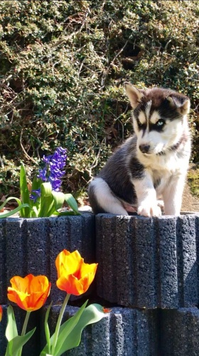 �t��ata alja�sk�ch malamut�   pro p�ijet�