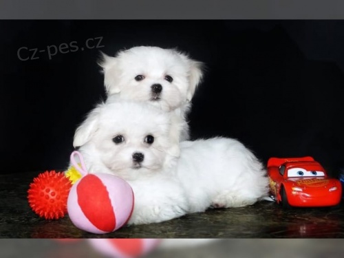 Super kr�sn� a extra �ist� maltsk� �t���tka k p�ijet�