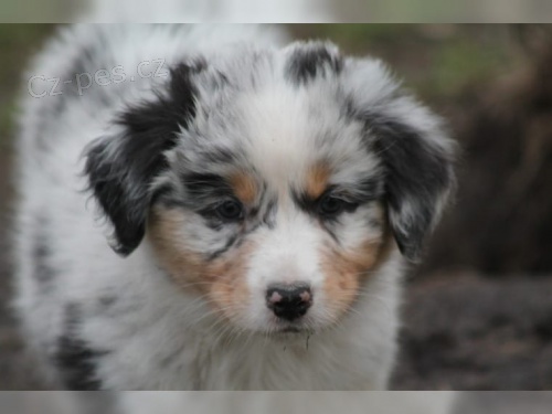 Australsk� ov��k �t��ata pro p�ijet�