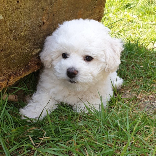 Miluj�c� Bichon Frize �t��ata p�ipravena pro Rehoming