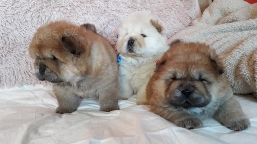 K dispozici je ohromuj�c� �t���tko Chow Chow Chow Chow