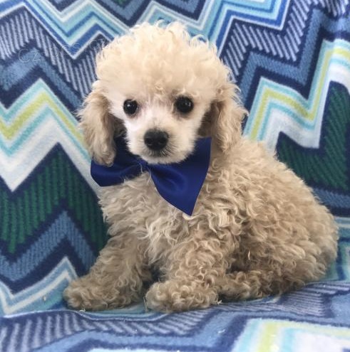 Pudl �t��ata k dispozici **, v�ichni milovali a velmi dob�e postar�no. Ka�d� z nich m� mikro�ip, ned�vnou vakc�nu proti vzteklin� a v�dy byl na preventivn�m opat�en� proti srde�n�m �erv�m.