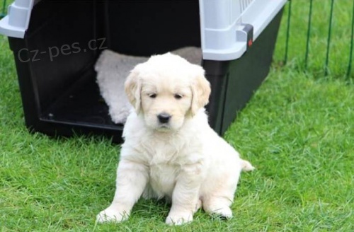 Dom�c� vy�kolen� zlat� retr�vr �t��ata nyn� p�ipraveni k p�ijet�