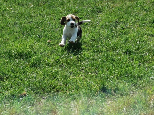 �t���tka Kelly a Nelly Beagle Nyn� Velmi v�jime�n� a dokonal� �t���tka z Beagle, kter� jsou v�echny kontrolov�na a registrov�na veterin��i, ud�laj� velmi dobr� dom�c� zv��e.