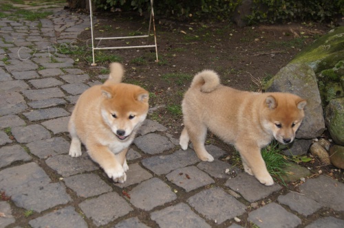 �t��ata Shiba Inu pro NOV� domov, �t��ata rodokmen� vychov�vala doma s mal�mi d�tmi fantastick� temperamentn� prvn� o�kov�n�