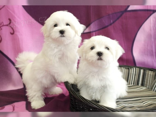 Maltsk� �t�n� (�ist�). Velmi hrav�, �iv� a roztomil� malt�tina, p�ipraven� na rehoming .... M� prvn� z�b�ry ... od�erven� ... (zahrnoval i jeho rozvrh l�ka�sk�ho diagramu) Je p�ipraven na rodinn� akce! Velmi kr�sn� pes