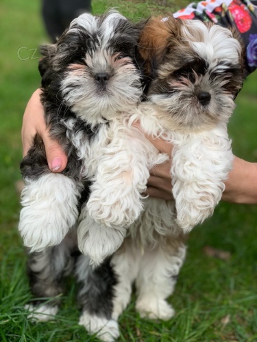 Dokonal� zdrav� �t��ata Shih Tzu na prodej z l�skypln�ho �ist�ho domova. �t��ata p�ij�d�j� na veterin��e a odch�zej� a mohou odej�t