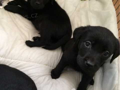 Labradorsk� retr�vr �t�n�tka