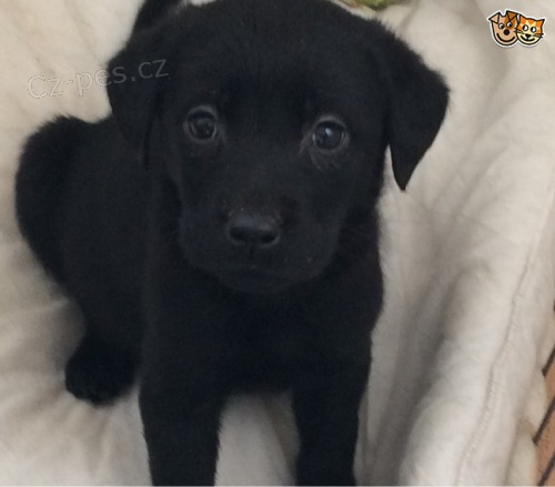 Labradorsk� retr�vr �t�n�tka