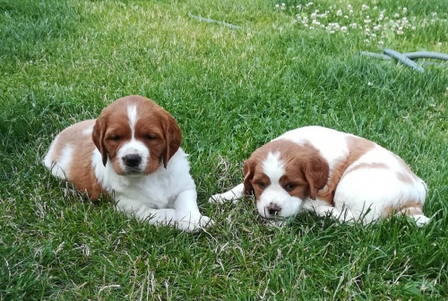 BRETA�SK� OHA� S PP