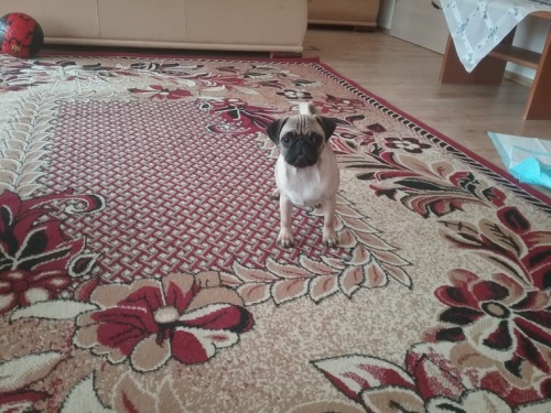 Mops pro p�ijet� ..great �t��ata, tak p��telsk� ... skv�l� s d�tmi ..