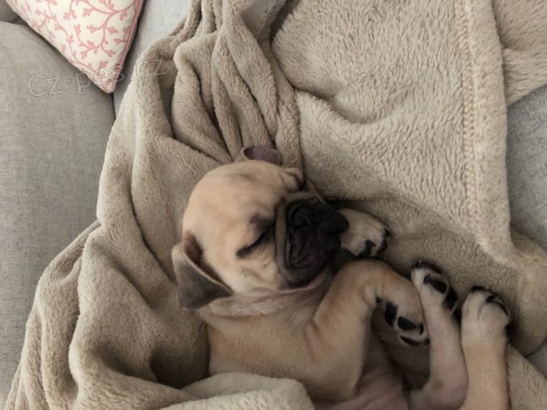 Mops �t��ata �t���tka maj� 11 t�dn� a maj� fantastick� osobnosti. Byly o�kov�ny