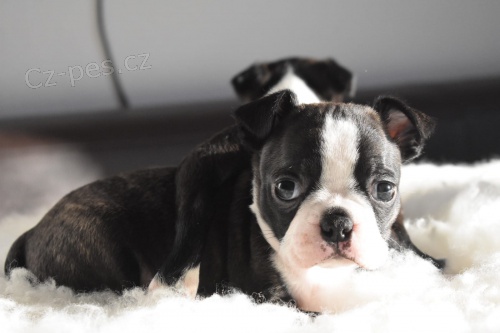 ڞasn� Boston teri�rov� �t���tka, kter� hledaj� p�ijet�: 1 samec, 1 fenka.