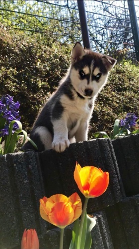 Sibi�sk� Husky �t�n�. Velmi hrav� a ��astn�. Aktu�ln� informace o z�b�rech a d�sivosti, aby byly pro ��astn� a zdrav�, jak je to jen mo�n�,