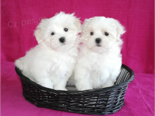 Senza�n� maltsk� �t��ata pro va�i rodinu. Jsou kontrolov�ni, registrov�ni a maj� dokonal� p�ehled. K dispozici jsou v�echny veterin�rn� a zdravotn� dokumenty. �t��ata jsou vycvi�en� na no�n�k.