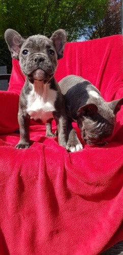 Kr�sn� mu� a �ena Francouzsk� buldo�ek �t��ata s velkou obli�ejovou maskou a temperamentem. Byl bych vd��n�, kdybyste se mnou spojil