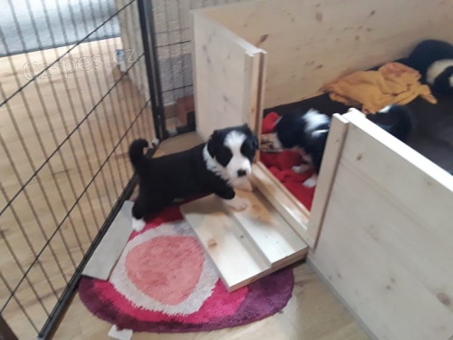 roztomil� a zdrav� border kolie �t��ata jsou p�ipravena na nov� domov, na�e miminka jsou dob�e vychov�van� a no�n� vlak a p�ijdou dom� spolu se v�emi pap�ry