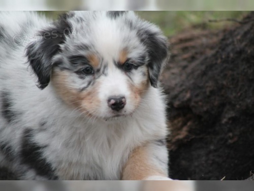 �t��ata australsk�ho ov��ka. 11 t�dn�. Jsou to �istokrevn� austral�t� past��i. Vlastn�m jak matku, tak otce. Oni m�li sv� prvn� kolo z�b�r� a maj�. Tak� velmi p��telsk�,