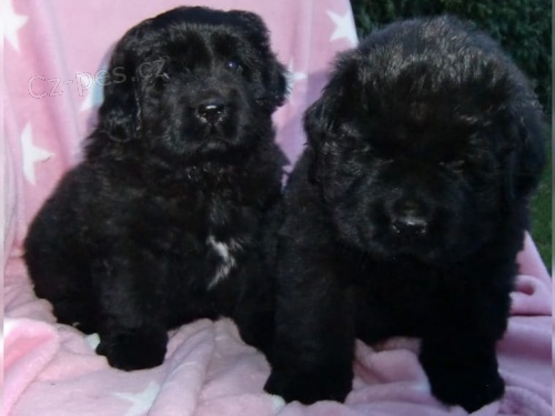 Newfoundland �t��ata �t��ata v tomto vrhu m�la 100% jasn� zdravotn� z�znam! Tato �t���tka maj� zdravotn� certifik�t od Vet a zdravotn� z�ruku