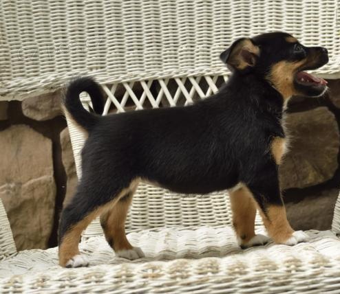 Samci a samice �t��ata Lhasa apso pro milovn�ky dom�c�ho mazl��ka. Jsou 11 t�dn� star�, veterin�� zkontrolov�n, od�erven� a maj� v�echny z�znamy o veterin��i aktu�ln�