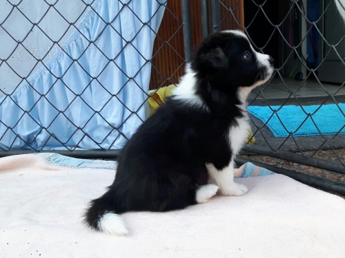 Bezcenn� �t��ata border kolie velmi p��telsk� a miluj�c� �t���tka. tety jako hodn� pozornosti, a tam jsou velmi aktivn� a miluje interakci s d�tmi a dal��mi lidmi.