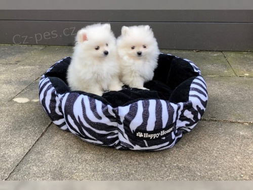 kr�sn� �pice �t��ata P�ipraveni Pro sv� nov� domovy jsou velmi hrav� a miluj� polibky