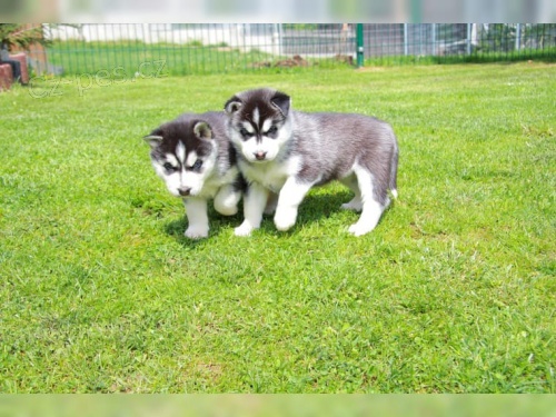 Staggering �t��ata sibi�sk�ho Husky. Posledn� 2 k dispozici! Bude hra�ka nebo mal� mini velikost. Velmi sladk�. Dob�e socializovan�. Vet zkontroloval a st��lel a od�erven� l��by podle v�kov�ch po�adavk�. Zvednut� v m�m dom�.