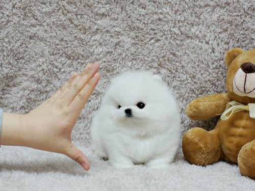 ��lek pomeranian, �e jsem pro p�ijet�. Jsou tak mali�k�, ve 12 t�dnech se st�le vejdou do dlan� m� ruky. Maj� grafy, kter� maj� b�t p�ibli�n� 3,5 lb p�i pln�m r�stu. Maj� to n�dhern�, siln�