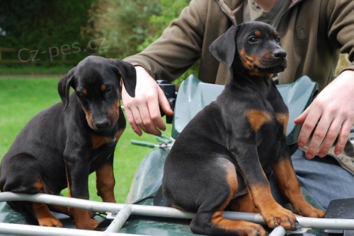 �t��ata Dobrmana pin�e] Tato roztomil� �t���tka jsou nyn� k dispozici .10 t�dn� !. �t��ata pot�ebuj� hodn� pozornosti a budou velmi loaj�ln� sv�mu majiteli. informace.