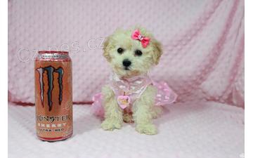 Pudl �t��ata zde pro p�ijet�. Jsou doma a vy�koleni. Tato �t���tka jsou zkontrolov�na veterin��i a maj� v�echny sv� z�b�ry. Ka�d� �t�n� se p�ipoj� do nov�ho domova se v�emi zdravotn�mi a registra�n�mi doklady