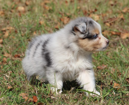 Australsk� ov��k �t��ata pro p�ijet�.