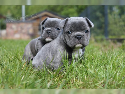 Kr�sn� mu� a �ena Francouzsk� buldo�ek �t��ata s velkou obli�ejovou maskou a temperamentem. Byl bych vd��n�, kdybyste se mnou spojil