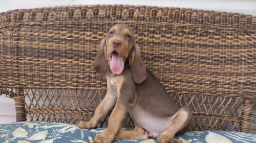�t��ata bloodhound dostupn� pro nov� domovy