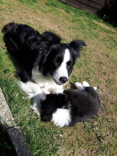 border kolie mu� a �ena 3 m�s�ce star� p�ipraven na nov� domy